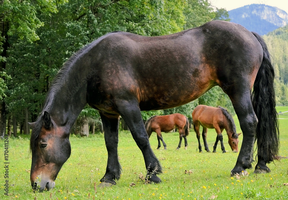 horse on a grassland close up photo horse on a grassland close up photo