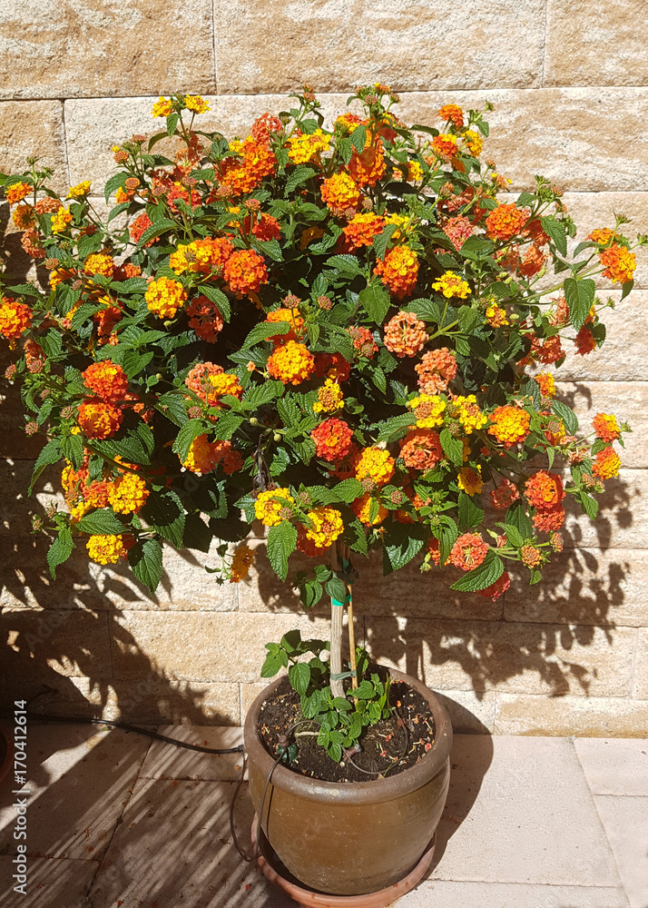 Wandelroeschen, Lantana, Camara Stock Photo 