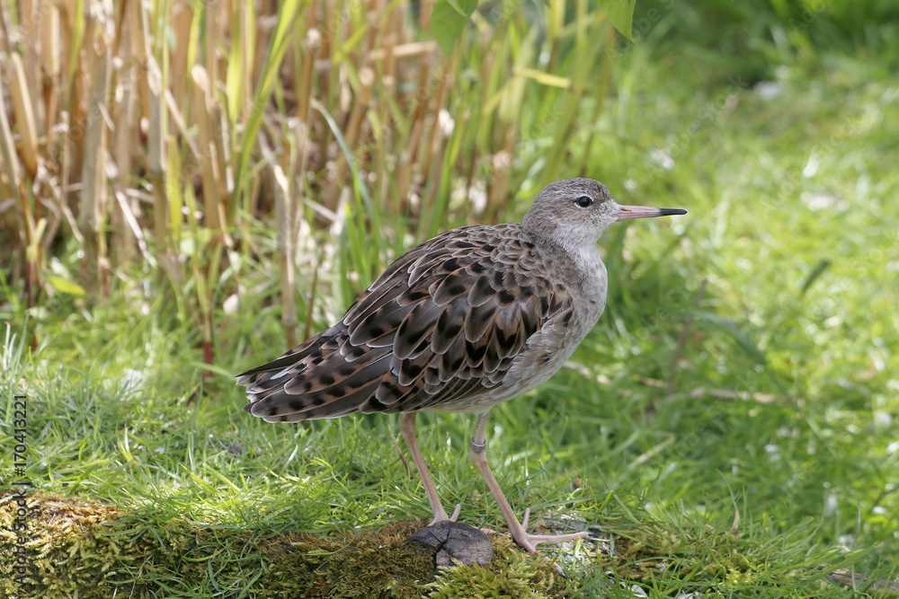 Kampfläufer (Philomachus pugnax), Männchen Kampfläufer (Philomachus pugnax), Männchen