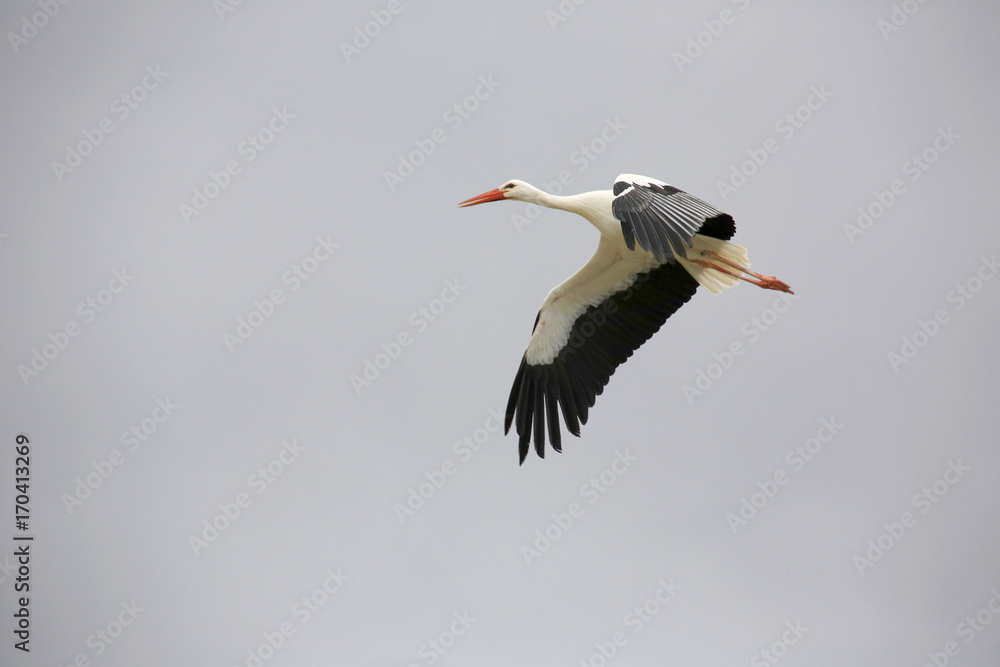 Fototapeta premium Weißstorch im Flug (Ciconia ciconia)