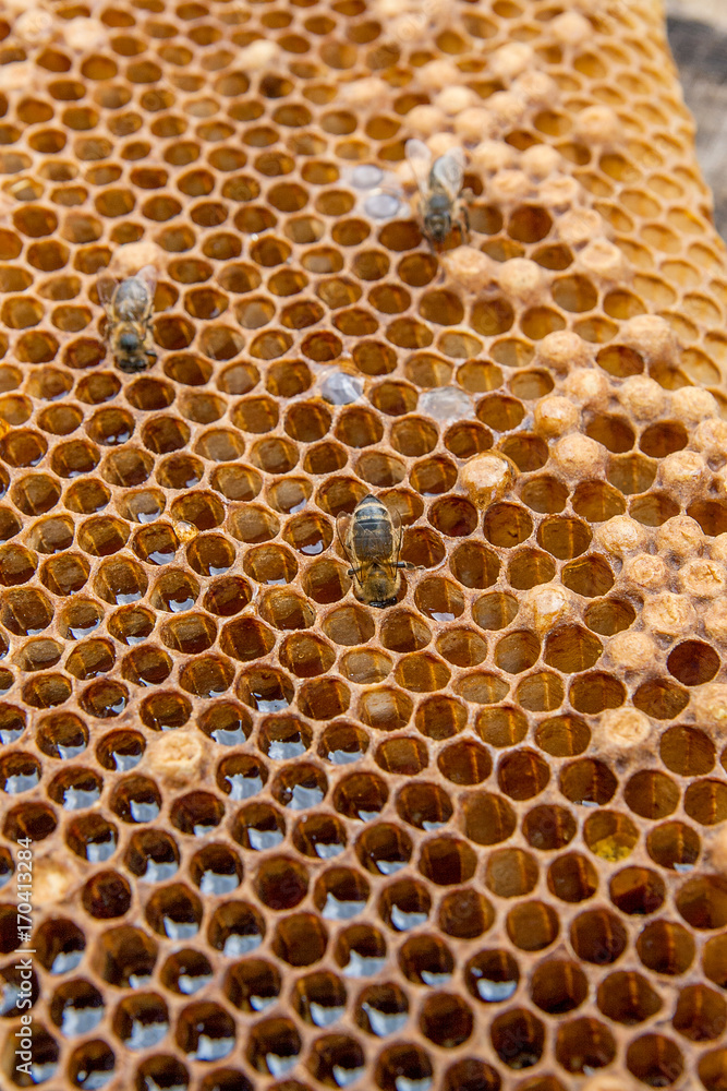 Close up view of the working bee on the honeycomb with sweet honey.. Close up view of the working bee on the honeycomb with sweet honey..