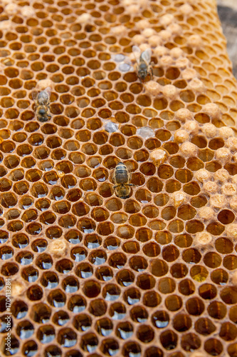 Close up view of the working bee on the honeycomb with sweet honey..