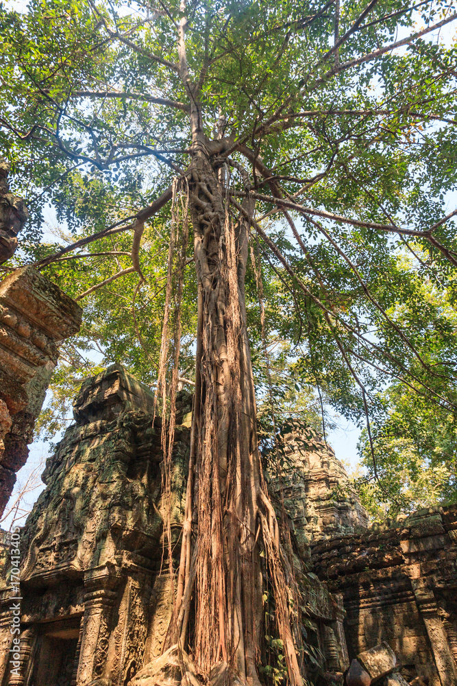 Ancient gallery of amazing Ta Prohm temple overgrown with trees. Mysterious ruins of Ta Prohm nestled among rainforest in Angkor, Siem Reap, Cambodia. Ta Prohm is also known as Tomb Raider Ancient gallery of amazing Ta Prohm temple overgrown with trees. Mysterious ruins of Ta Prohm nestled among rainforest in Angkor, Siem Reap, Cambodia. Ta Prohm is also known as Tomb Raider