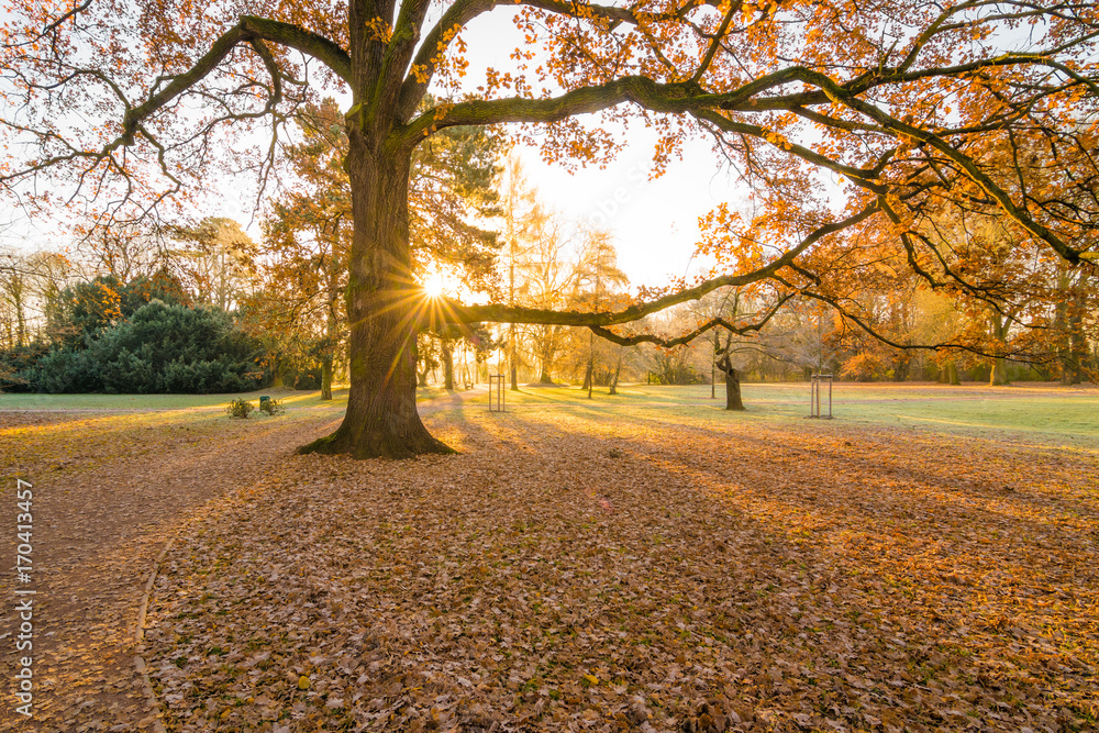 Naklejka premium Baum in einem Park am Herbstmorgen