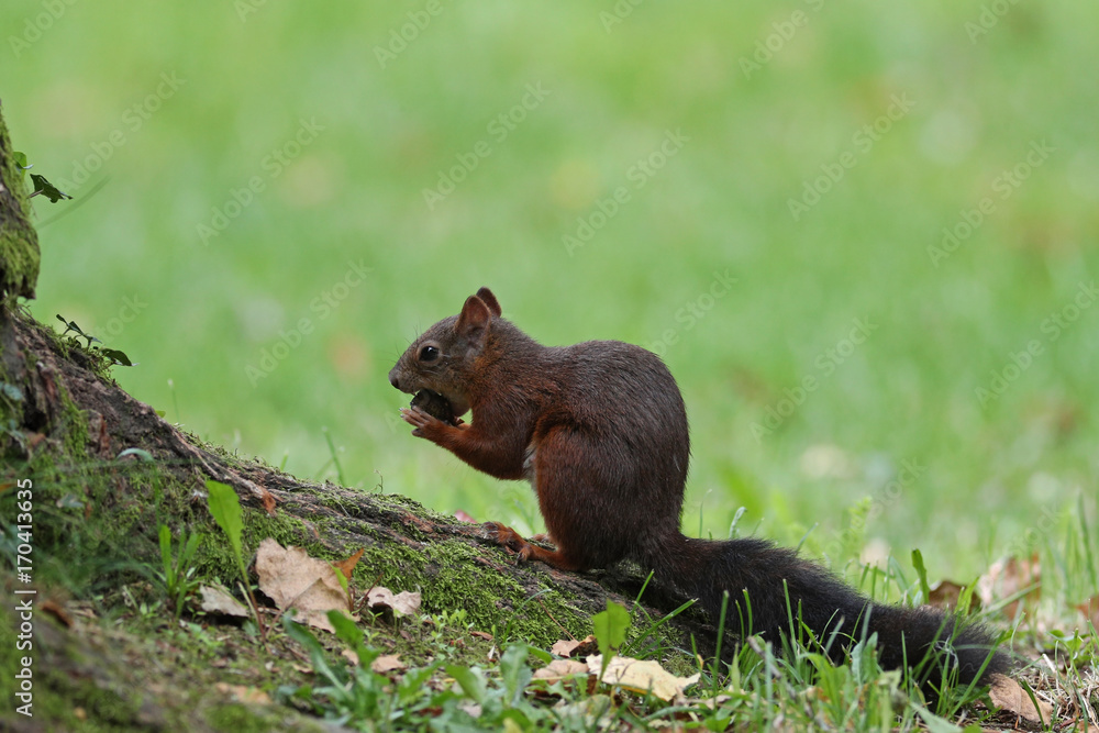 Cute red squirrel, Sciurus vulgaris, feeding on nuts on a tree root in grassy meadow Cute red squirrel, Sciurus vulgaris, feeding on nuts on a tree root in grassy meadow