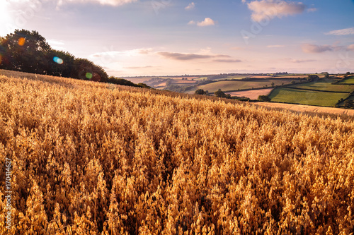Oat fields and farmland near sunset in Devon
