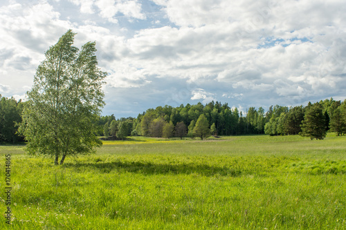 Photography En stor äng på Värmdö med ett träd och skogsbryn med tät skog