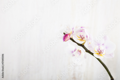 Orchids on a wooden background.