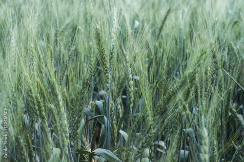 Green wheat field