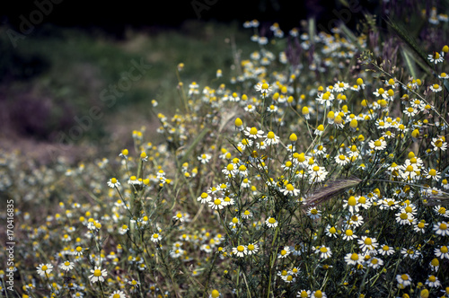 Daisy meadow