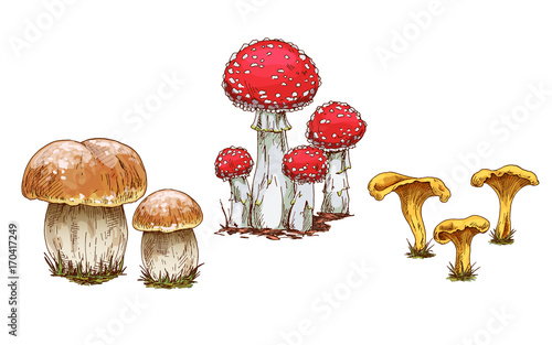 Mushrooms orange cap boletus, fly agaric and chanterelles isolated on white background. Vector