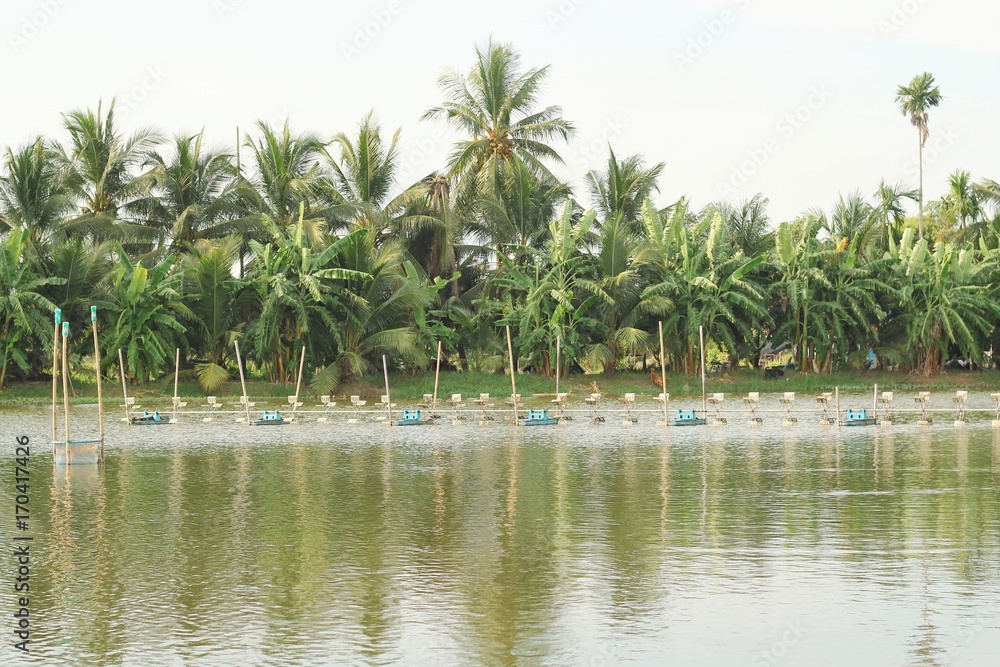 shrimp farm with paddle wheel aerator shrimp farm with paddle wheel aerator