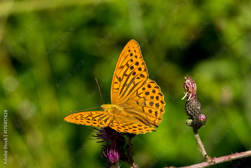 Naklejka premium dostojka 004