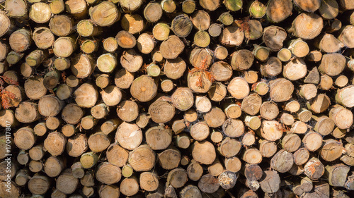 stack of firewood in the forest