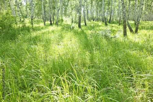 birch forest
