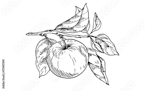 Contoured apple on a branch with leaves. Vector