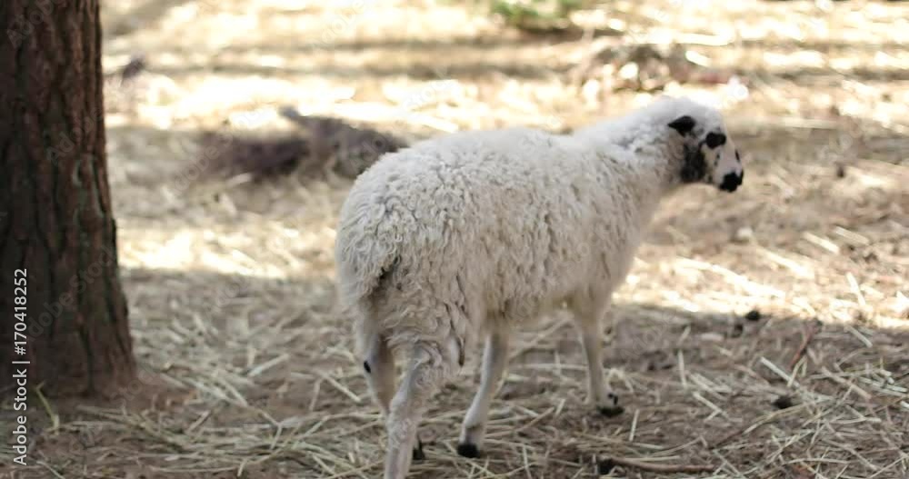 Portrait of a beautiful sheep drinking water on the farm grounds. Portrait of a beautiful sheep drinking water on the farm grounds.