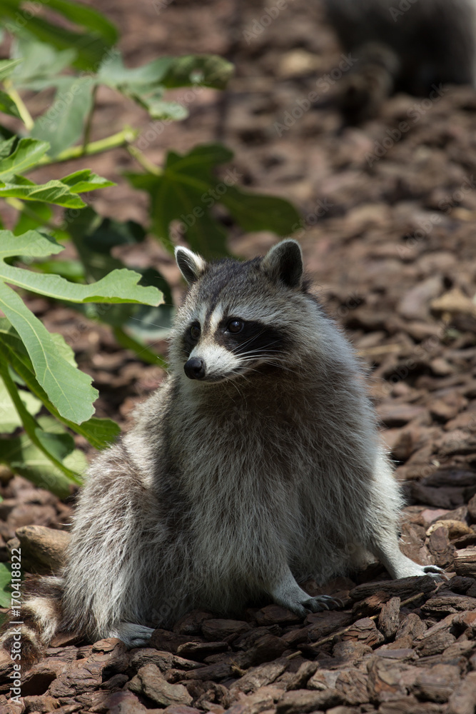 Naklejka premium Raton Laveur