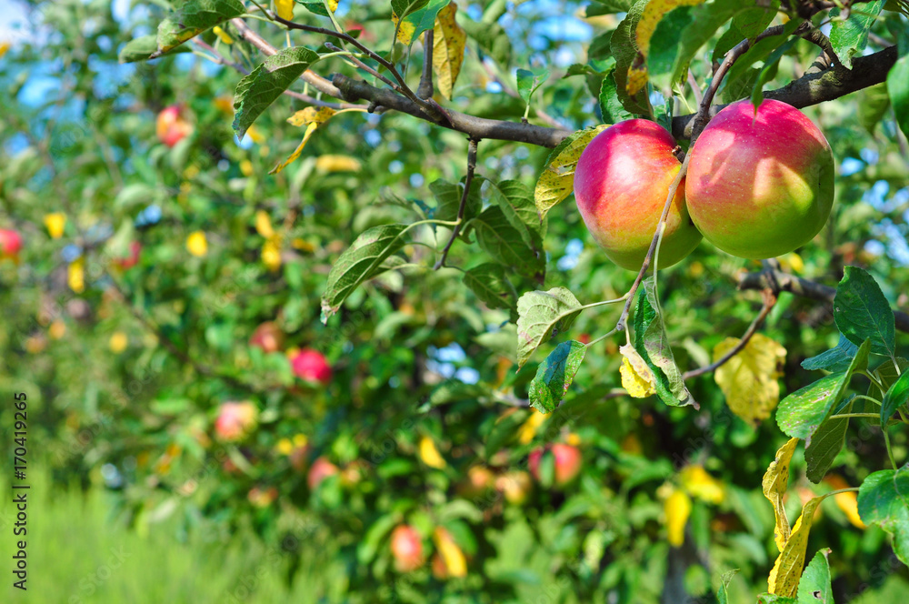 Apple orchard in the countryside, organic products, summertime autumn season