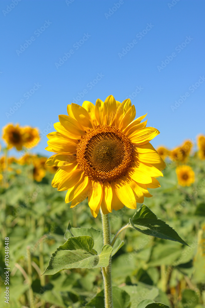 One large sunflower in the center of the frame against the blue sky and field of sunflowers. Summer harvest of August One large sunflower in the center of the frame against the blue sky and field of sunflowers. Summer harvest of August