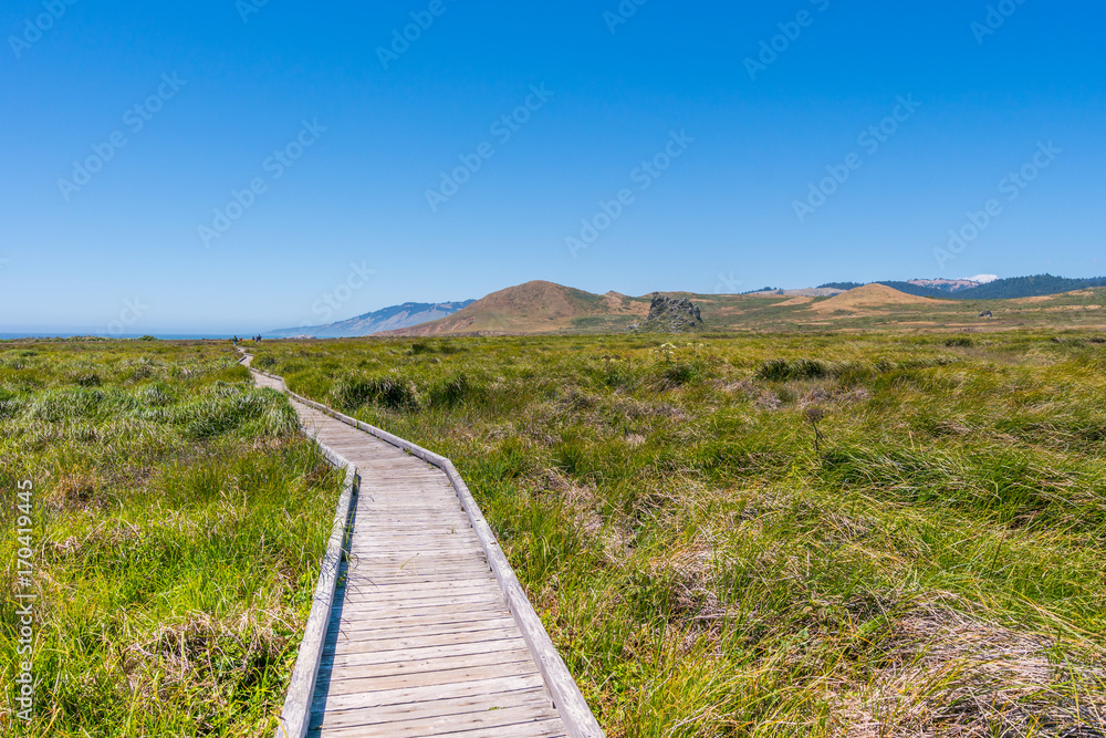 The wooden path among the green grass leads to the blue sea. Sonoma Coast State Park, California, USA