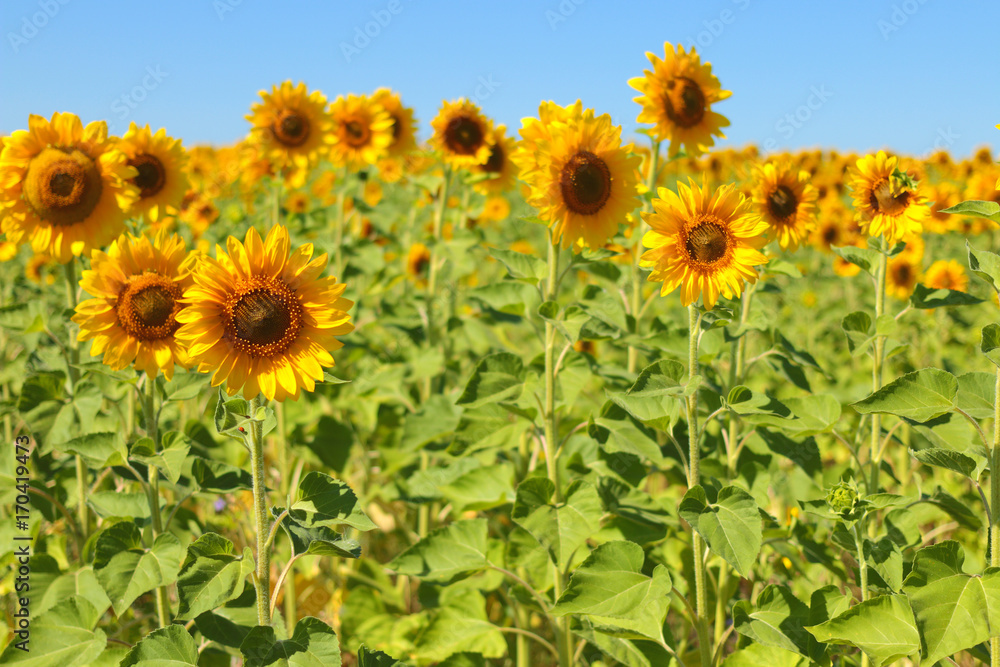Fototapeta premium Yellow field with sunflowers. On one sunflower in the foreground sits a red ladybug.