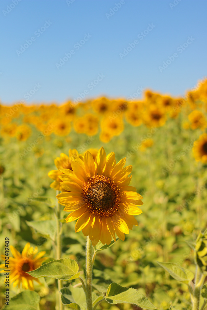 Obraz premium One large sunflower against the background of a field with other sunflowers on a sunny summer day, behind a blue sky