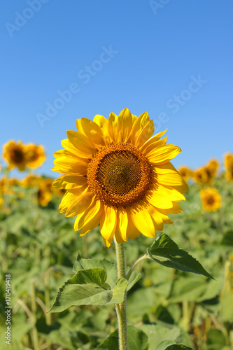 One large sunflower in the center of the frame against the blue sky and field of sunflowers. Summer harvest of August