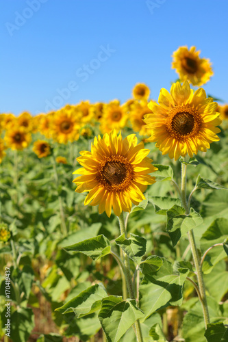 Fototapeta Naklejka Na Ścianę i Meble -  Two bright sunflower flowers against a blue sky and a field of sunflowers in August in late summer