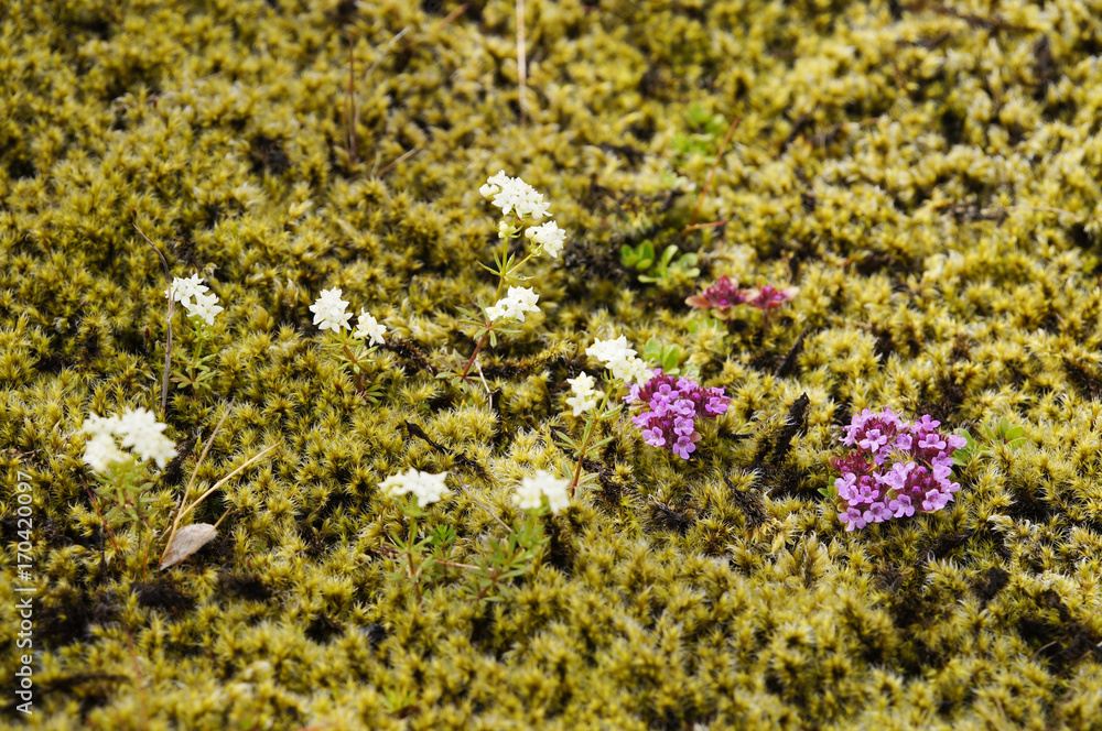 Obraz premium Lava field covered with green moss and flowers,Iceland.
