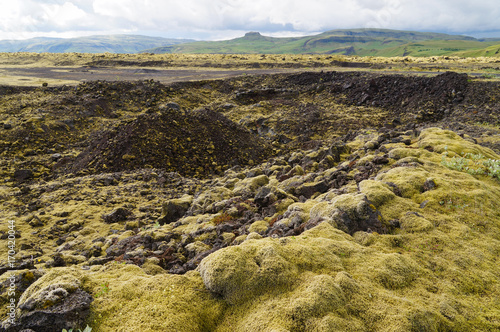 Lava field covered with green moss,Iceland.