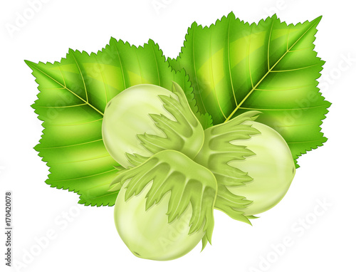 Green hazelnut with leaves. Vector illustration.