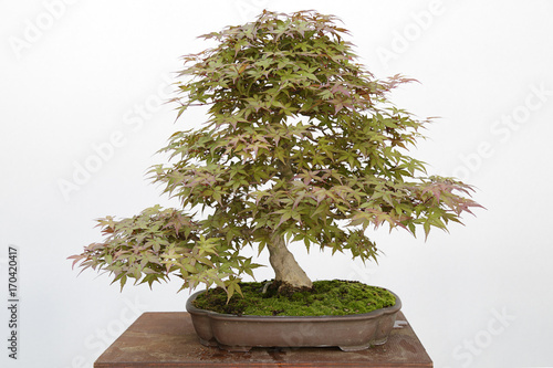 Japanese maple (Acer Palmatum) bonsai isolated on white