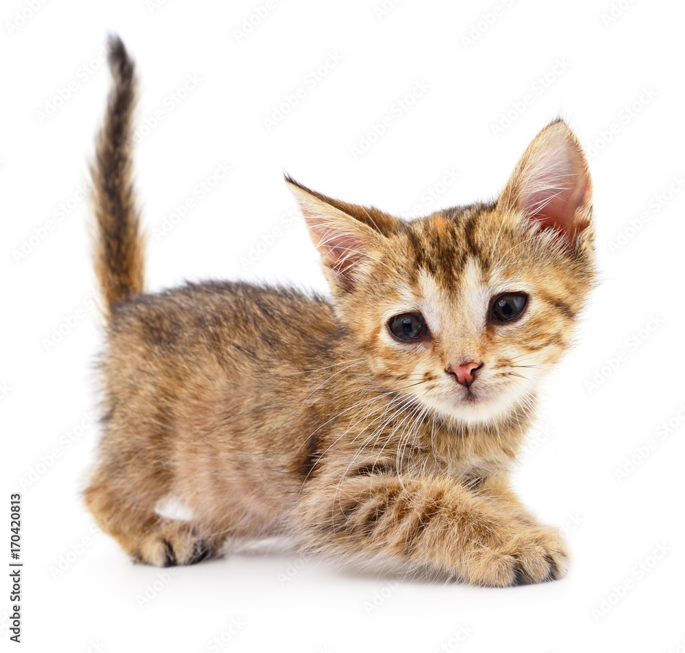 Obraz premium Small brown kitten.