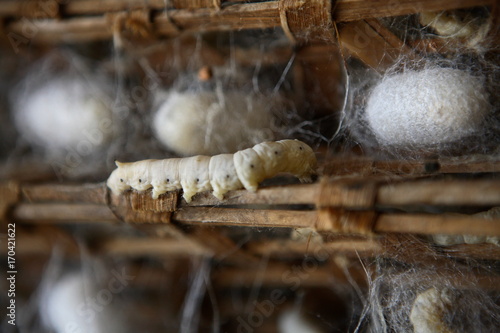 Silkworm farm with cocoons photo