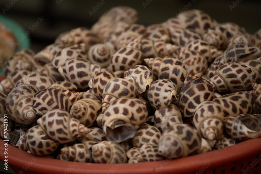 Pile of snail shells with dots