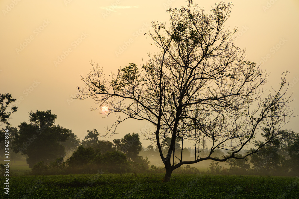 Obraz premium Early morning sunrise over frosty tea fields with leafless trees