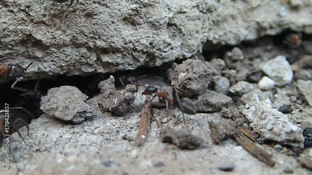 Red ants guarding an entrance while others are bringing young ants Red ants guarding an entrance while others are bringing young ants