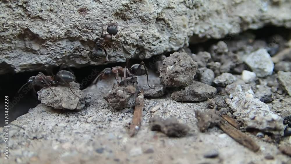 Red ants guarding a new entrance Red ants guarding a new entrance