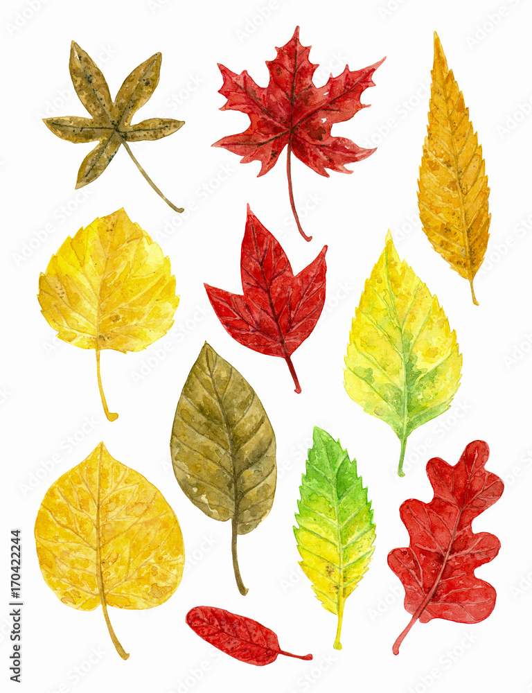 Collection of various autumn leaves painted with watercolors on white background. Elements for design. Collection of various autumn leaves painted with watercolors on white background. Elements for design.