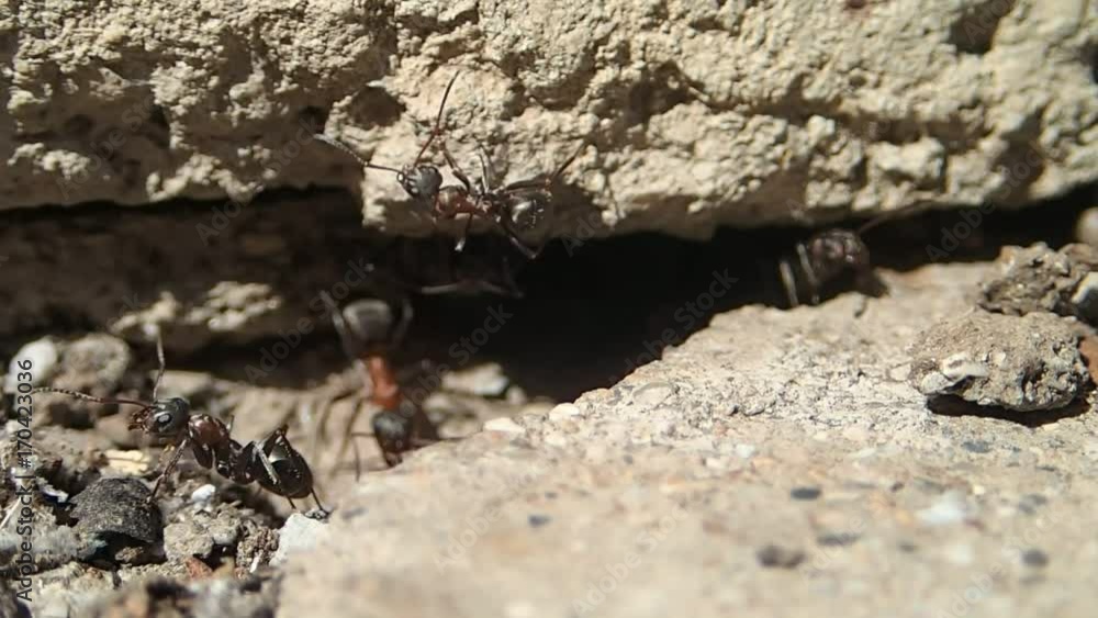 Red ants when they populate a new place Red ants when they populate a new place