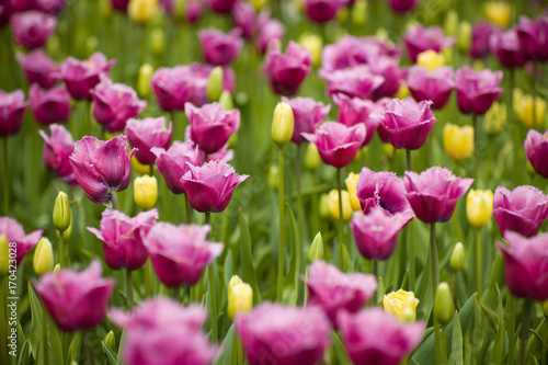 spring tulips