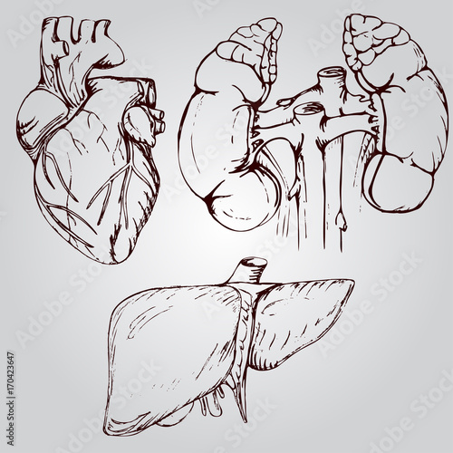 Anatomical drawing of heart, liver and kidneys