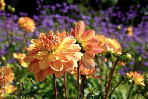 Fototapeta Naklejka Na Ścianę i Meble -  Grußkarte - Dahlien