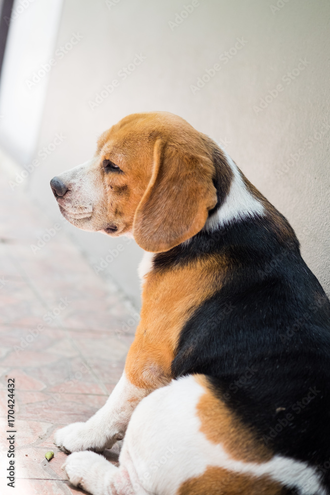 Fatty beagle sitting