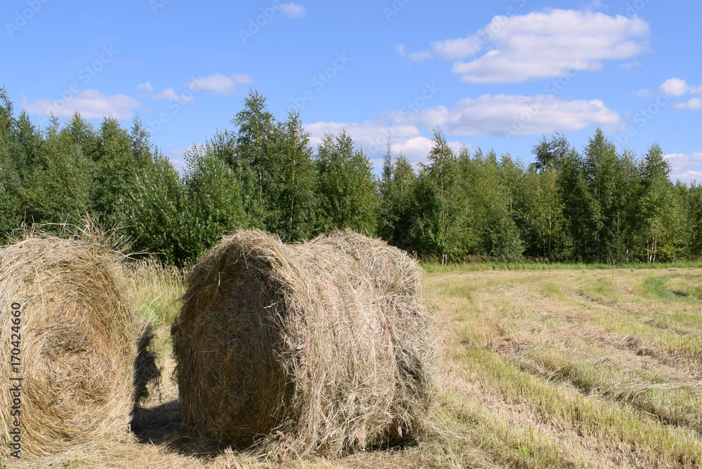 The harvest, hay, field, agriculture, farm, bale