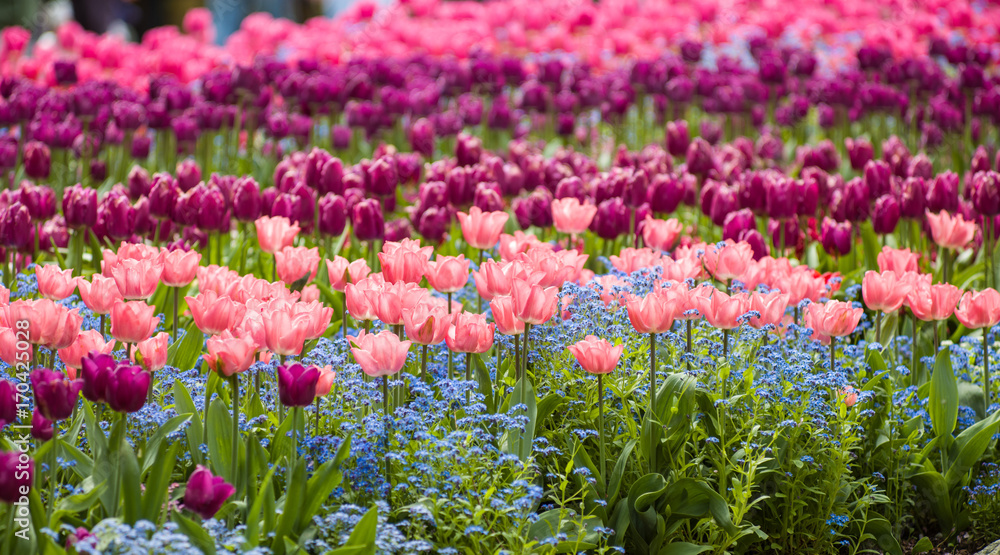 Fototapeta premium a profusion of spring tulips