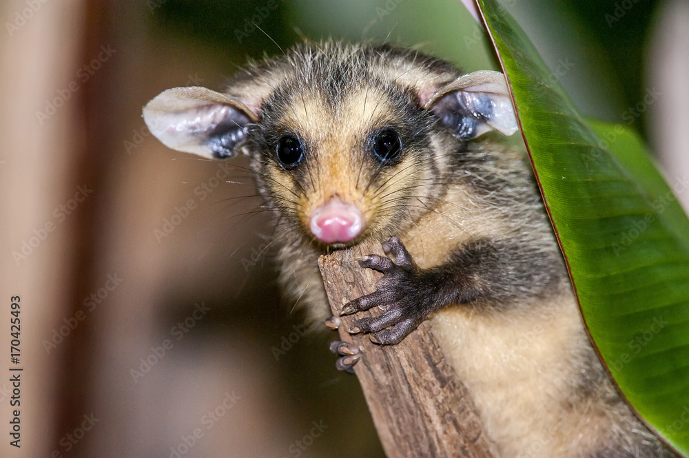 Obraz premium Gambá-de-orelha-preta (Didelphis aurita) | Big-eared opossum in Pedra Azul, Espírito Santo - Southeast of Brazil.
