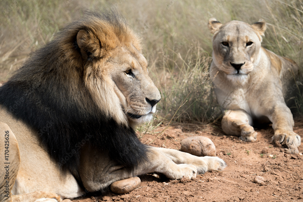 Portrait of a Lion and a Lioness in Naankuse safari park, Namibia Portrait of a Lion and a Lioness in Naankuse safari park, Namibia