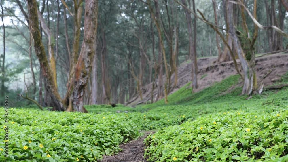 Forest Path. Flowering plants growing against trees. Scenic view of forest. Beautiful and fresh nature is representing environmental conservation. Forest Path. Flowering plants growing against trees. Scenic view of forest. Beautiful and fresh nature is representing environmental conservation.